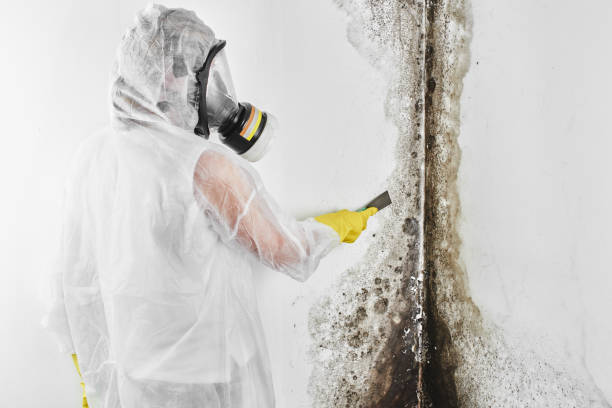 Best Localized Mold Remediation (e.g., coastal areas, humid climates) in Fayetteville, GA
