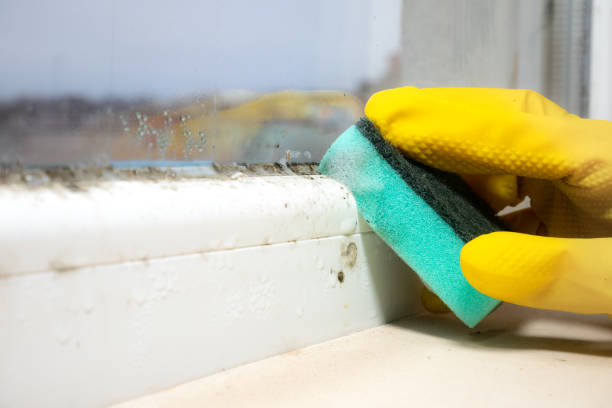Best Attic Mold Remediation in Fayetteville, GA
