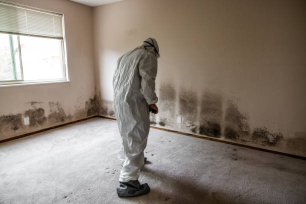 Best Crawl Space Mold Remediation in Fayetteville, GA